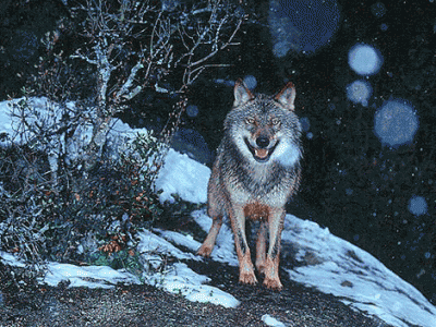 Fauna